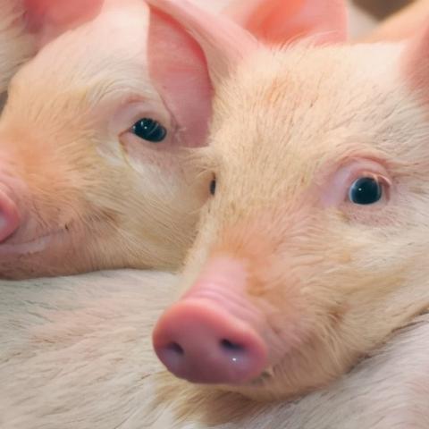 红色热土守护计划 第34页