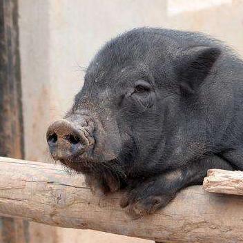 最新仔猪价格行情稳定,养殖户需关注市场动态和政策变化