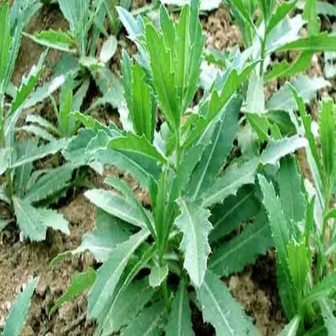 广西远东科技创新引领发展,蓬勃壮大助力行业新活力