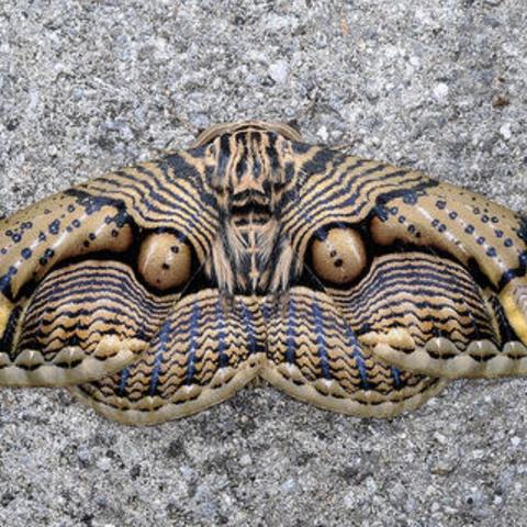 广西远东科技创新引领发展,蓬勃壮大助力行业新活力