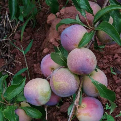 季节馈赠,新鲜水果,甜蜜生活之源