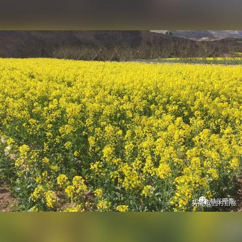 天水菜籽价格动态，多重因素影响波动走势