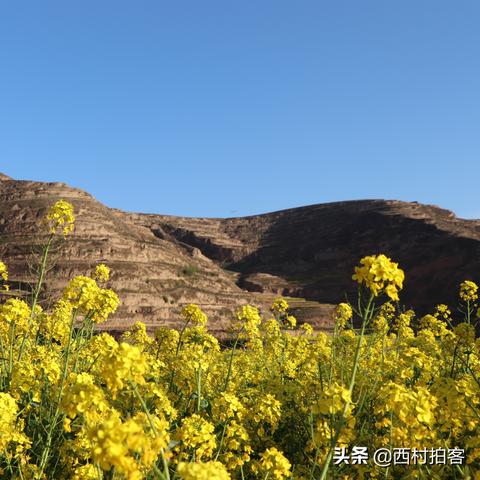 天水菜籽价格动态,多重因素影响波动走势