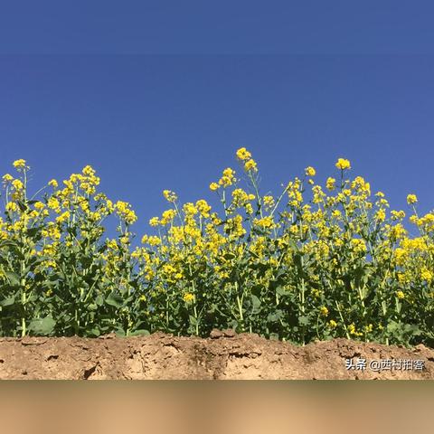 天水菜籽价格动态,多重因素影响波动走势