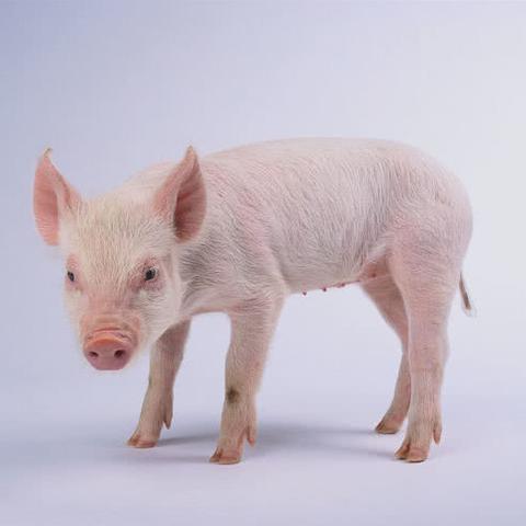 揭阳最新猪价动态,供应、需求与季节性因素影响分析