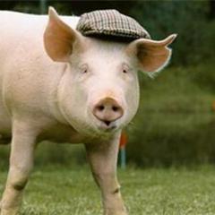 揭阳最新猪价动态,供应、需求与季节性因素影响分析