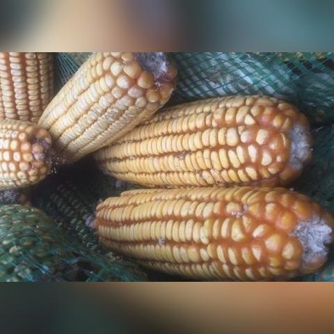 玉米最新吨价行情分析及趋势预测