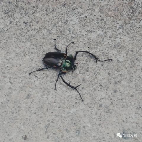 湖北恩施最新动态,新闻头条视频展现发展魅力