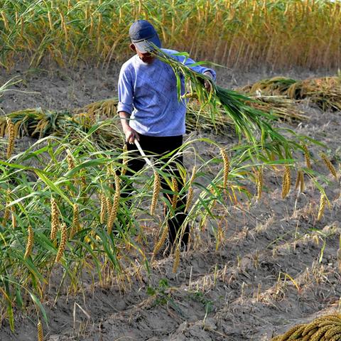 谷子价格动态，市场波动，地区差异需关注！市场分析助您明智决策。
