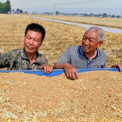 沧州新小麦价格走势分析，多方因素驱动波动展望。