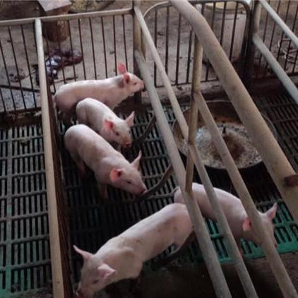 鄄城生猪价格市场动态，多种因素影响价格波动趋势