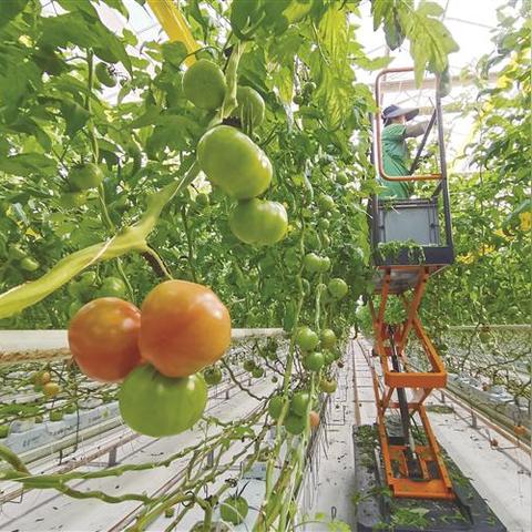 西红柿村产业蓬勃发展,新品种引进与深加工产品受热捧