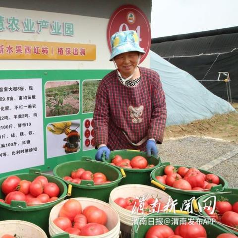 西红柿村产业蓬勃发展,新品种引进与深加工产品受热捧