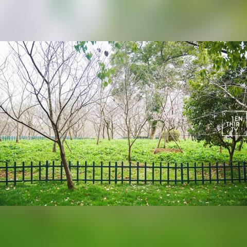 全球樱花名城，东京大阪京都等上榜，赏樱之旅体验独特文化历史背景