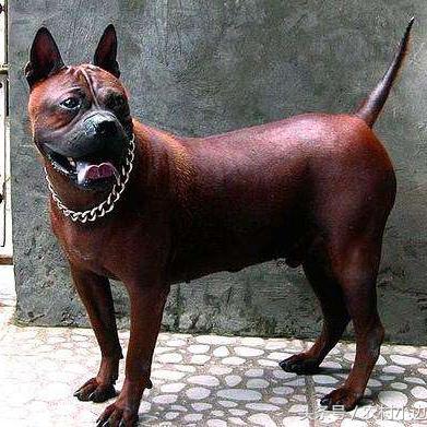 世界十大猛犬排名介绍,威猛忠诚的警卫犬品种大全