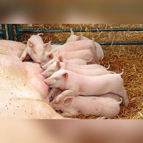 抖音发布最新生猪价格动态,地区与市场供求影响价格波动,需关注市场动态