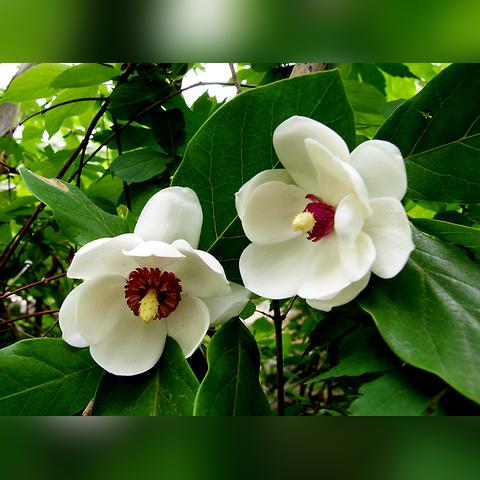 辽宁本溪暴雨来袭,市民需警惕防范,关注天气预报保安全