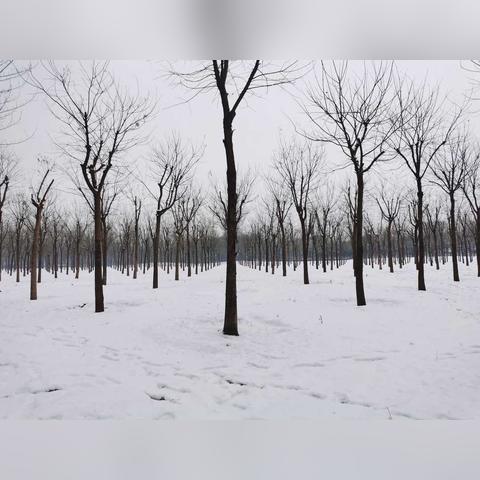 北京大雪预警，雨雪天气持续，市民需防范准备