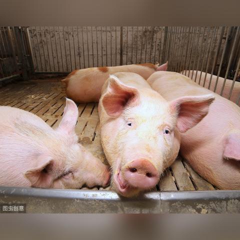 中国股市最新利好提振投资者信心,市场活力显现积极态势