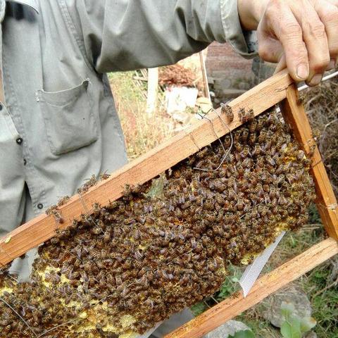 全球巨型蜂窝排名榜，自然杰作令人惊叹