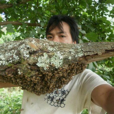 全球巨型蜂窝排名榜,自然杰作令人惊叹