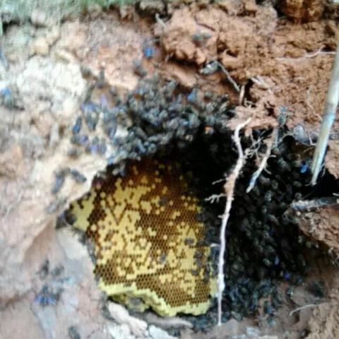 全球巨型蜂窝排名榜,自然杰作令人惊叹