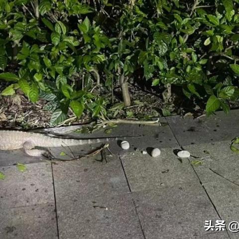 揭秘热点蜥蜴事件,带你了解蜥蜴百科知识