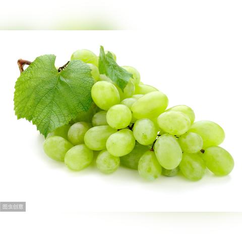 最新柿子生长过程直播视频大全，从青涩到成熟