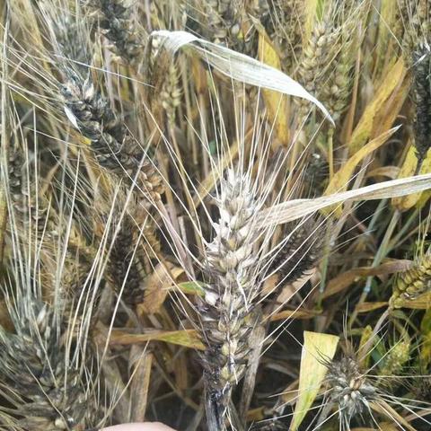 河南鱼价动态，受供需影响，品种与地区差异显现，市场保持稳定