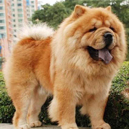 如何优化新闻头条置顶策略，选热门内容、推广机制全解析