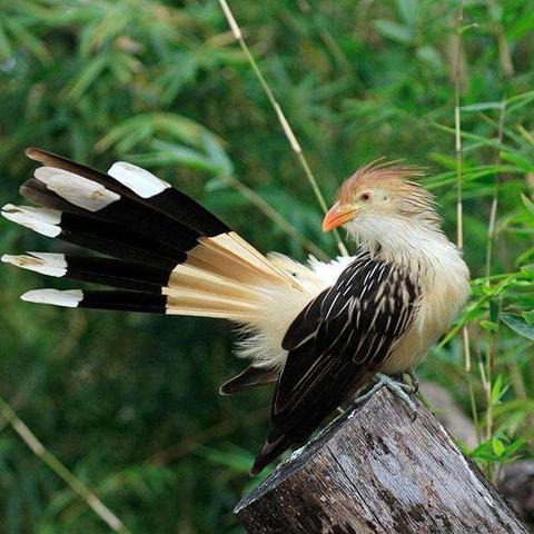 全球第三大鸟类及其生态重要性简介