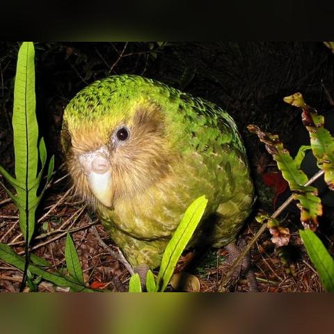 全球第三大鸟类及其生态重要性简介