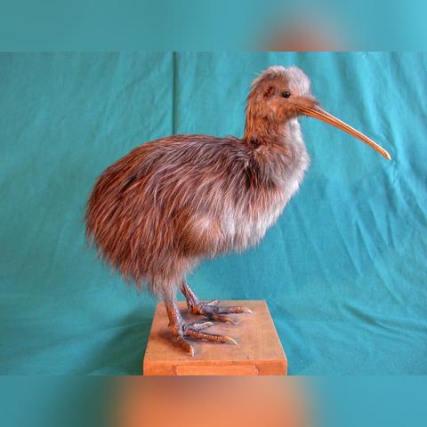 全球第三大鸟类及其生态重要性简介