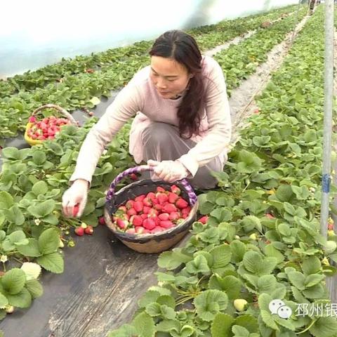 邳州半庄新闻头条网,权威地方新闻发布平台