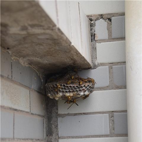 鼓浪屿今日热点,文化、旅游与环保新闻聚焦