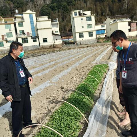 今日肥料行情走势最新图，今日肥料价格查询