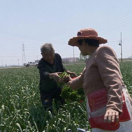 菏泽玉米今日最新行情,菏泽玉米价格行情走势