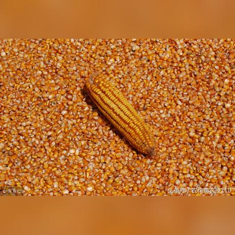 菏泽玉米今日最新行情,菏泽玉米价格行情走势