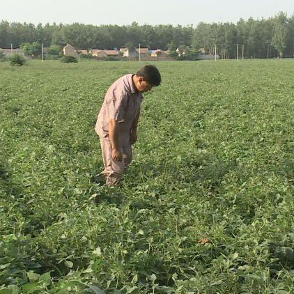 菏泽玉米今日最新行情,菏泽玉米价格行情走势