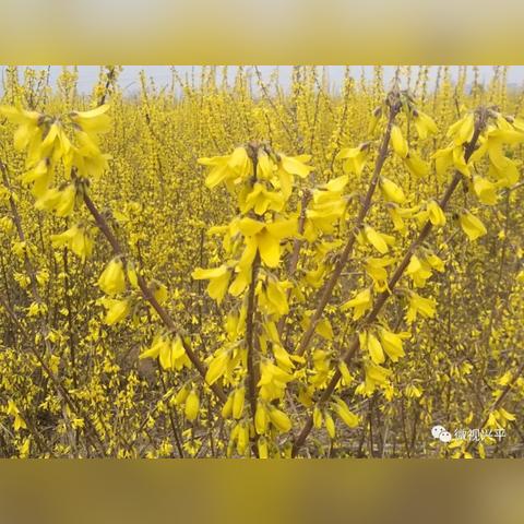 八里小区草坪出租信息最新，八里小区怎么样