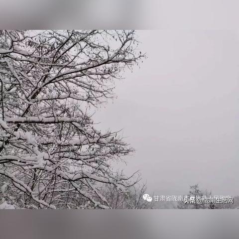 甘肃陇南下雪事件真相最新,甘肃陇南雪景