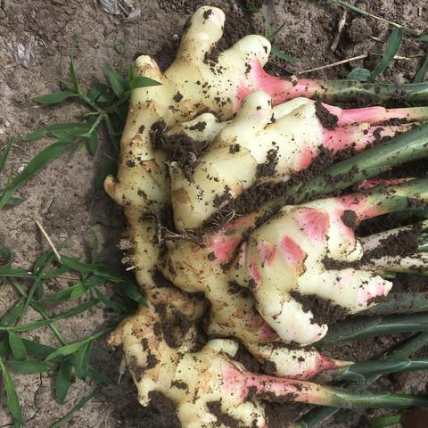 云南今日生姜价格最新报价，云南今日生姜价格走势