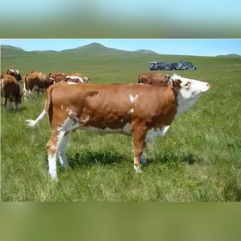 育肥羊今日肉牛最新价格，育肥羊价格是多少现在