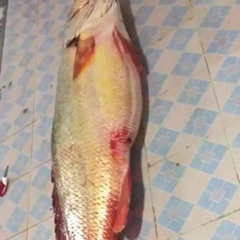 世界最贵的鱼排名,世界最贵的八种鱼