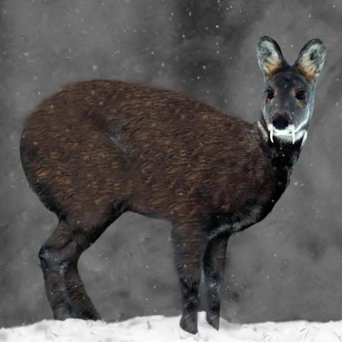 世界灭绝动物排名,世界灭绝动物排名第一