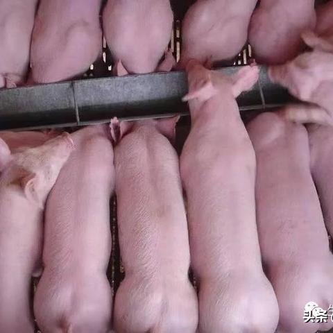 今日围栏行情最新消息，今日围栏行情最新消息查询