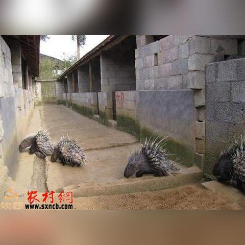 今日围栏行情最新消息,今日围栏行情最新消息查询