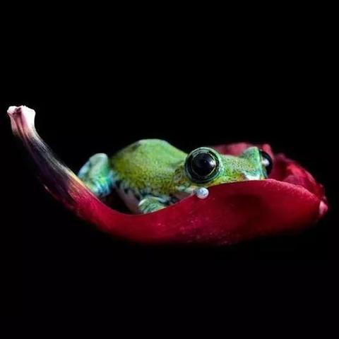 最新吃蛙蛙的视频播放，蛙吃蛇视频下载