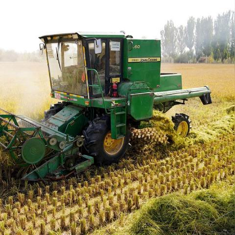 新疆今日水稻价格最新价,新疆水稻产量多少