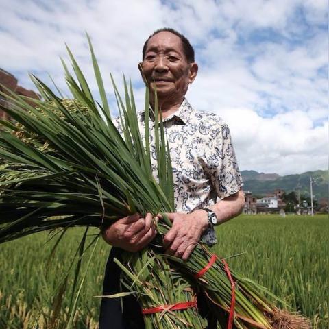新疆今日水稻价格最新价，新疆水稻产量多少